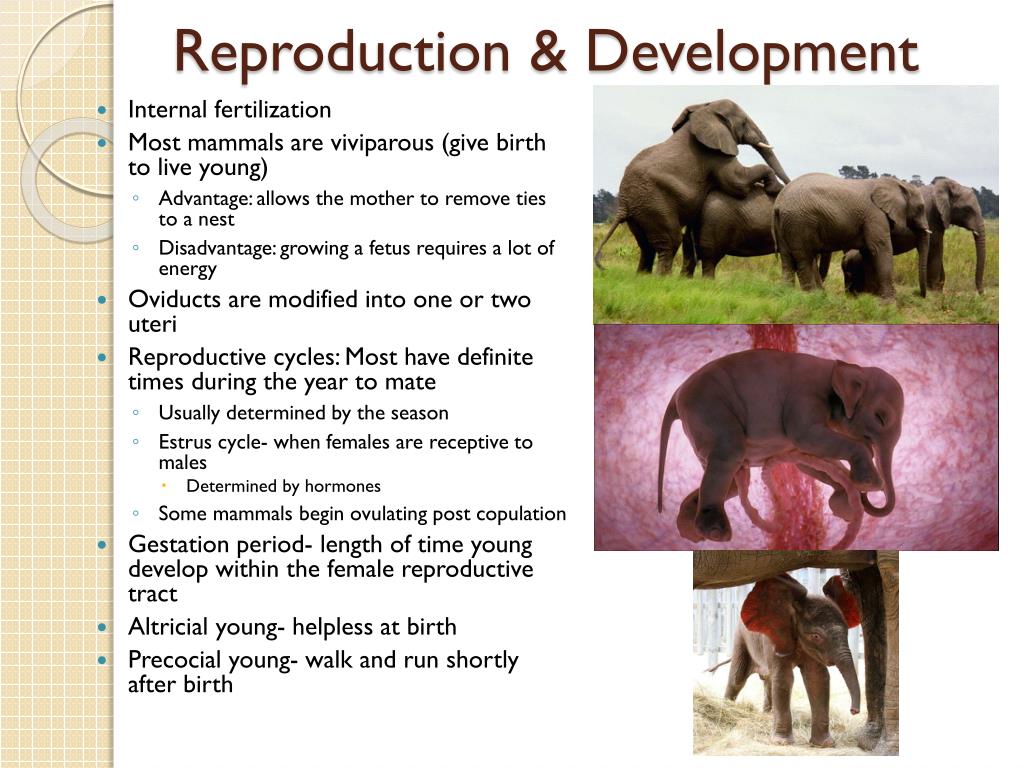 PPT Mammals PowerPoint Presentation Free Download ID 1938784