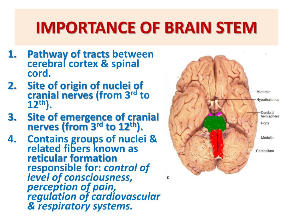 brain stem diagram