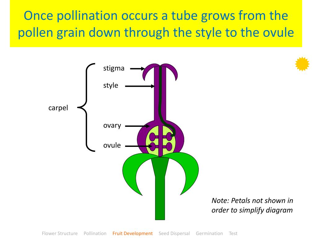 PPT Plant Reproduction Pollination and germination PowerPoint Presentation ID1939330