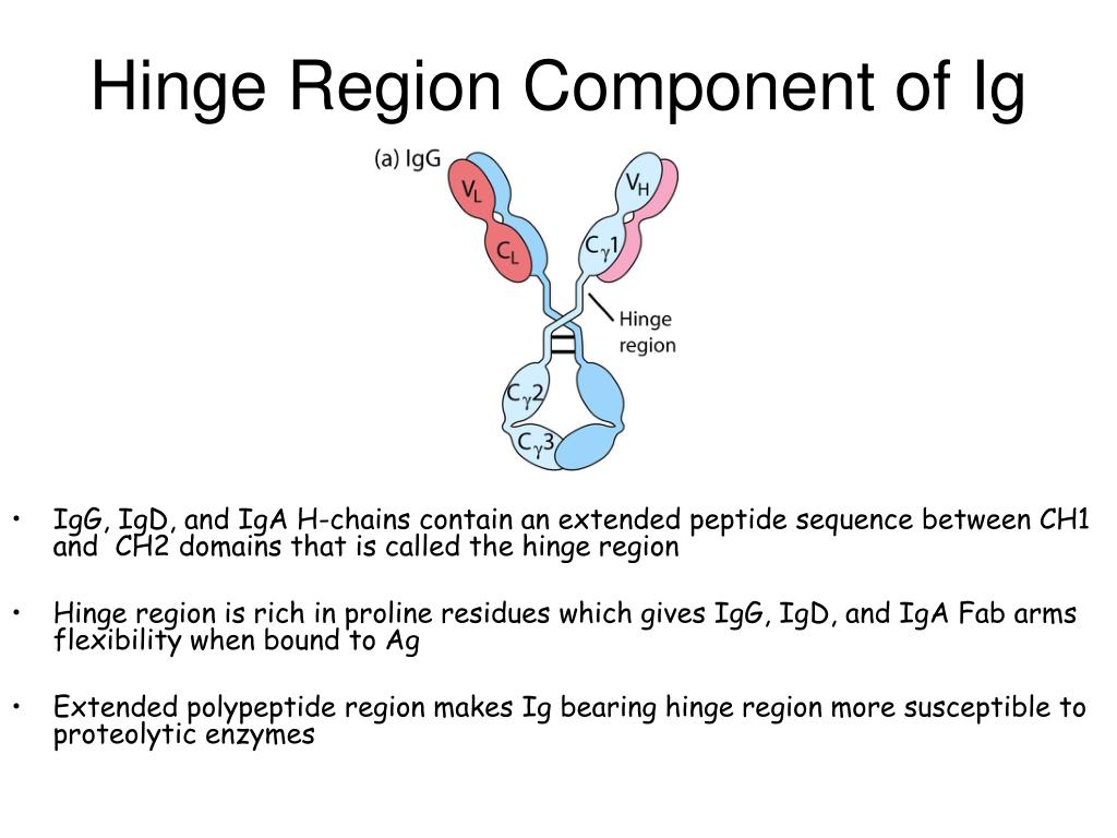 hinge-region-component-of-ig-l.jpg