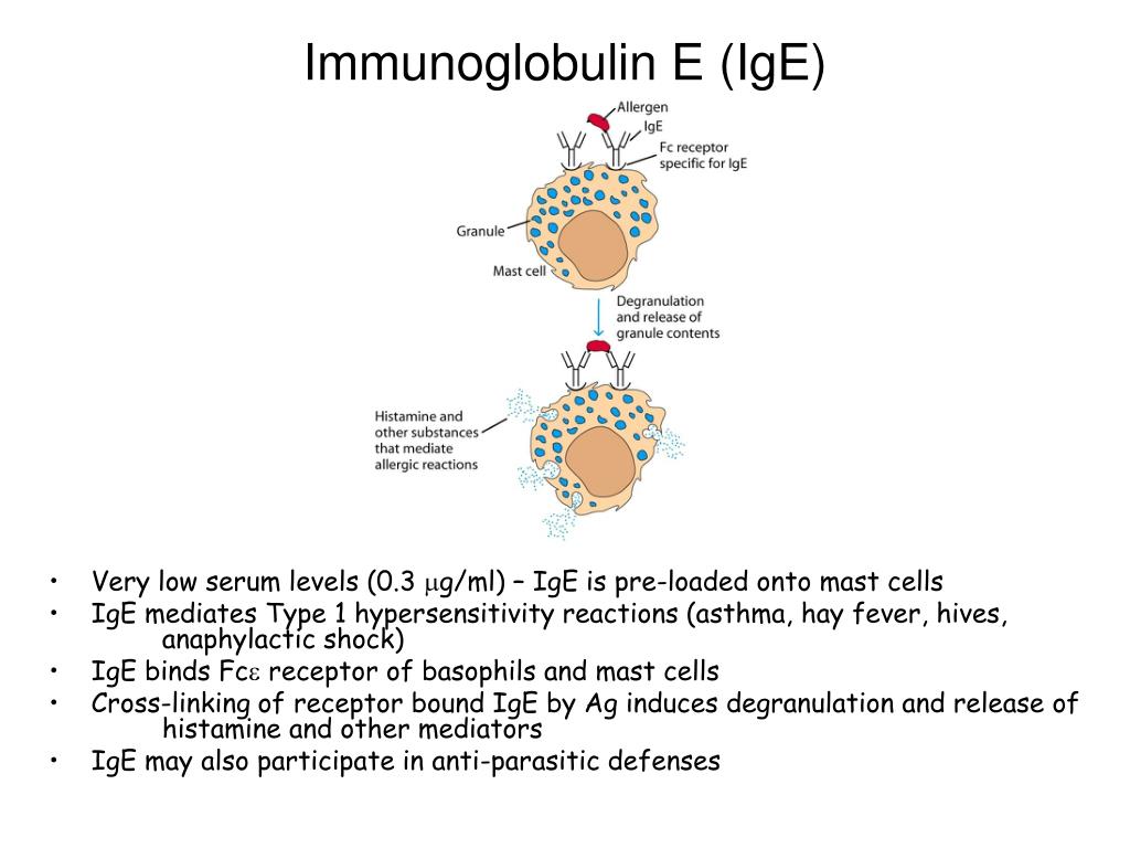 Иммуноглобулин е 5. IGE иммуноглобулин. Иммуноглобулин IGE 1.1. IGE И тучные клетки. Иммуноглобулин е на тучных клетках.