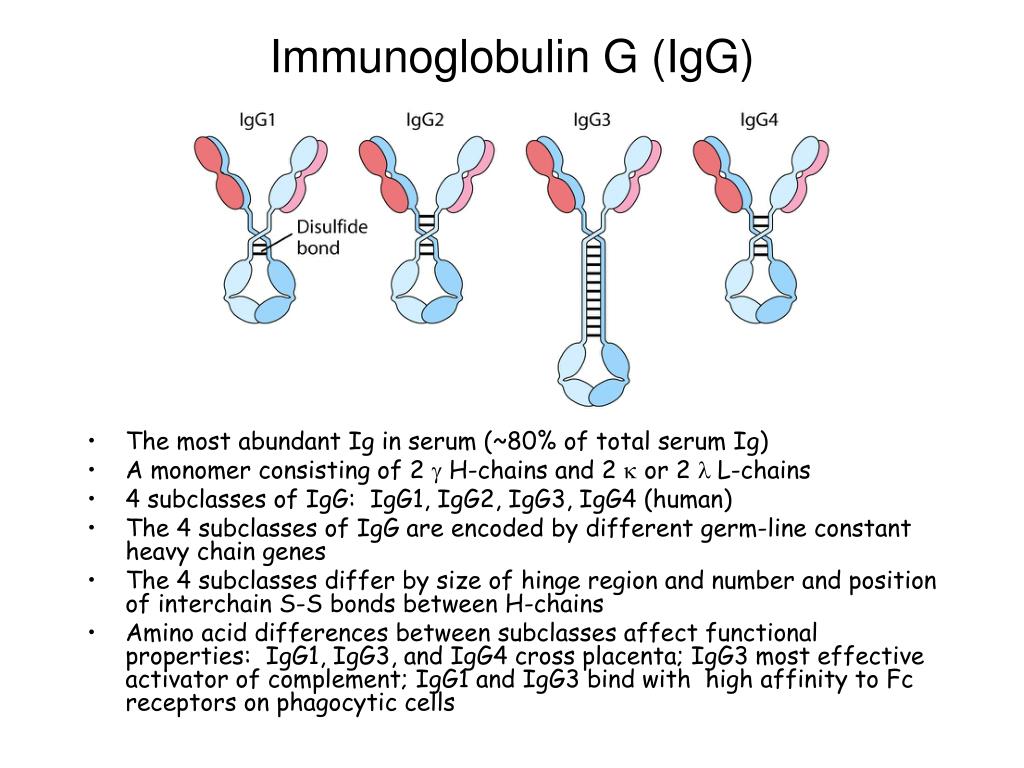 Иммуноглобулин g4. Иммуноглобулин g (IGG). Иммуноглобулин g4 (igg4). Иммуноглобулины g1 и g2. Функции иммуноглобулины g4.