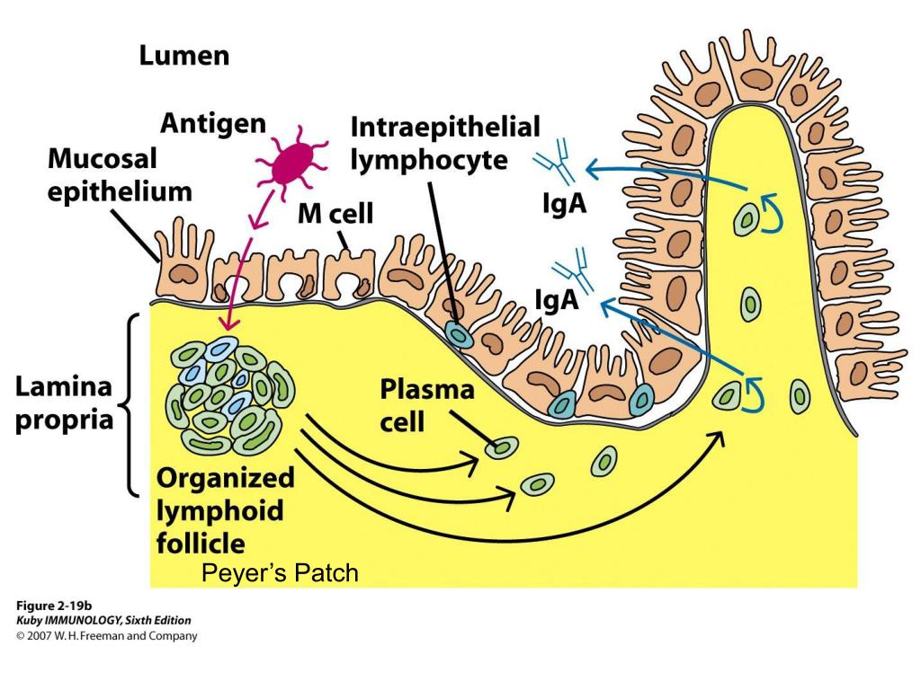 М клетки. Iga + антиген. Surface Projections of a mucosal epithelial Cell?.