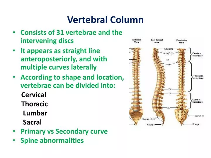 PPT - Vertebral Column PowerPoint Presentation, free download - ID:1939552