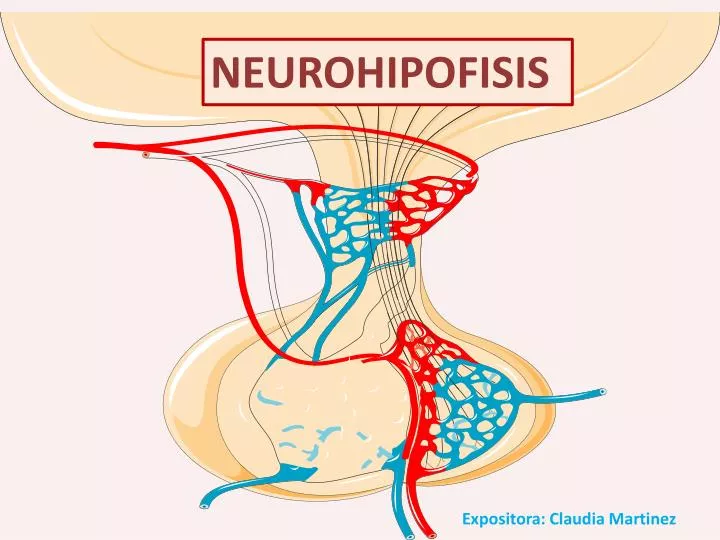 PPT - NEUROHIPOFISIS PowerPoint Presentation, free download - ID:1939886