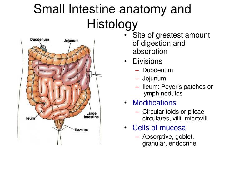 PPT - Stomach Anatomy PowerPoint Presentation - ID:1940155