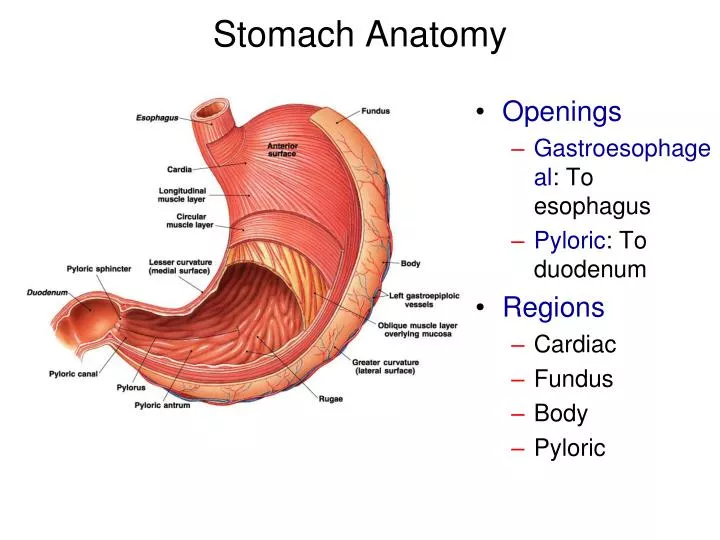 PPT - Stomach Anatomy PowerPoint Presentation - ID:1940155