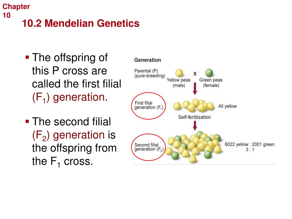 Ids ch. Фермент Генетикс. The mechanism of Mendelian Heredity. Decode Genetics.