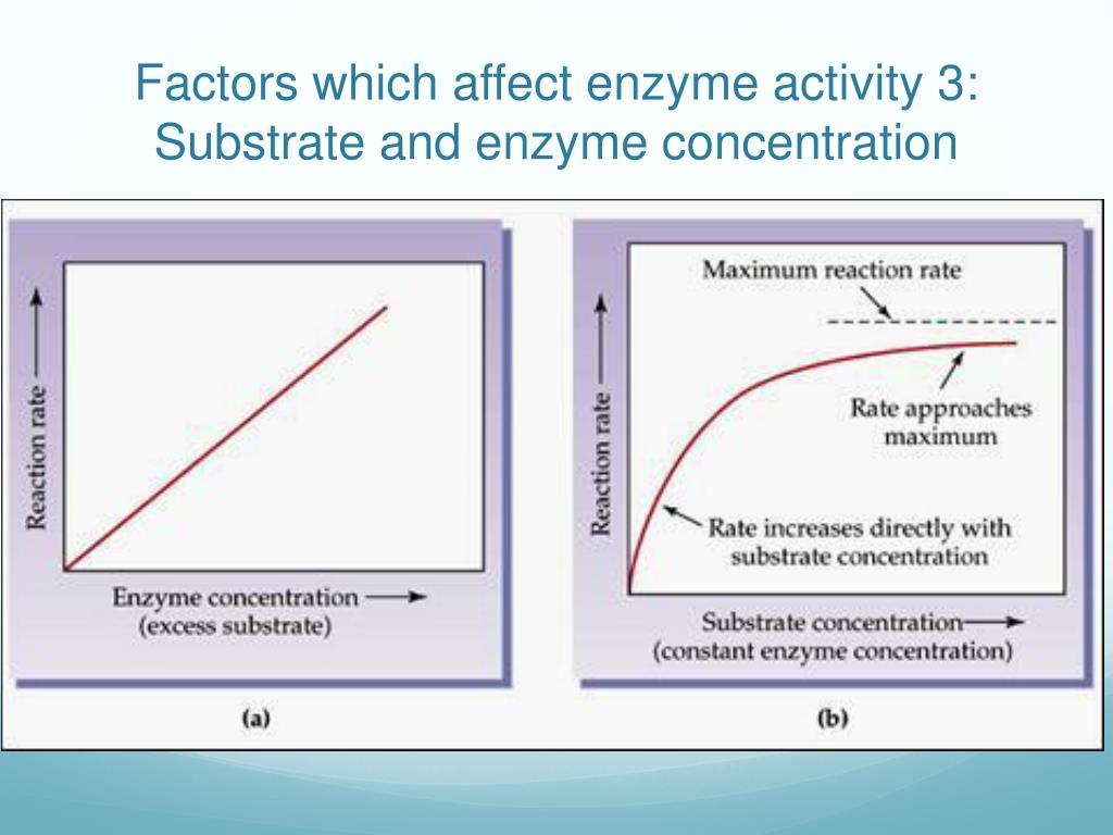Effect rate. Factors affecting the Reaction rate. Effect concentration rate of Reaction. The following curves show the Effect of substrate concentration on the rate of an Enzymatic Reaction.. Factors of Reaction Speed.