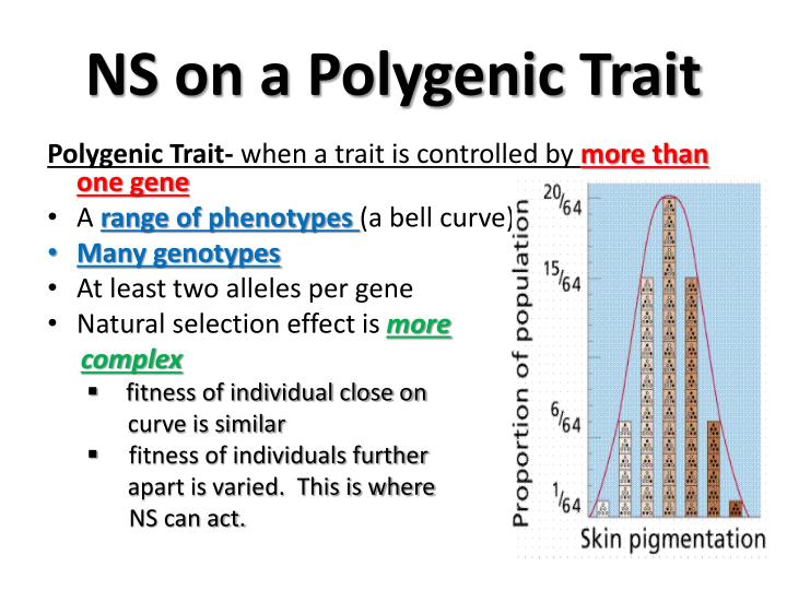 PPT - Evolution Learning Targets 1-17 PowerPoint Presentation - ID:1940735