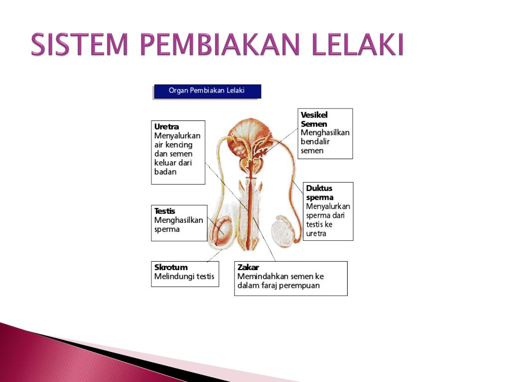 Sistem Pembiakan Lelaki Dan Perempuan