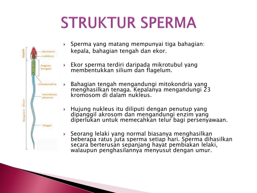 Ppt Pembiakan Powerpoint Presentation Free Download Id 1940795