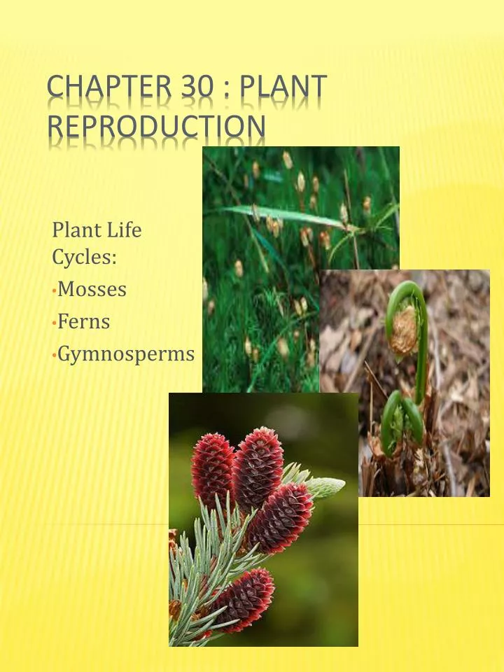 plant life cycles mosses ferns gymnosperms n.