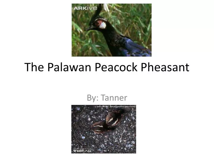 the palawan peacock pheasant n.