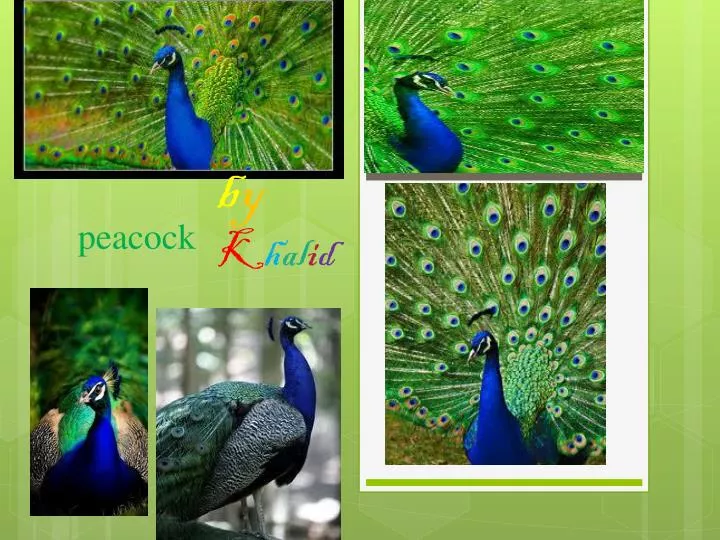 peacock n.