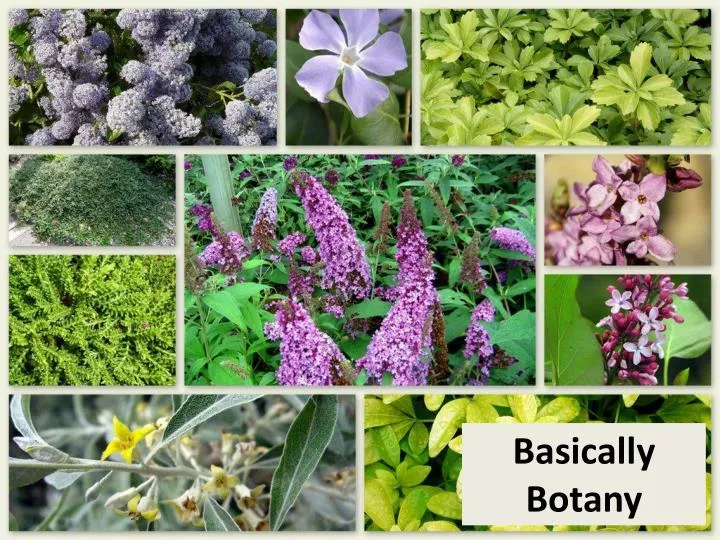 PPT Basically Botany PowerPoint Presentation, free