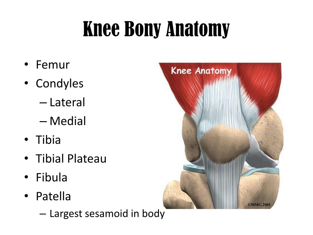 meaning of knee presentation