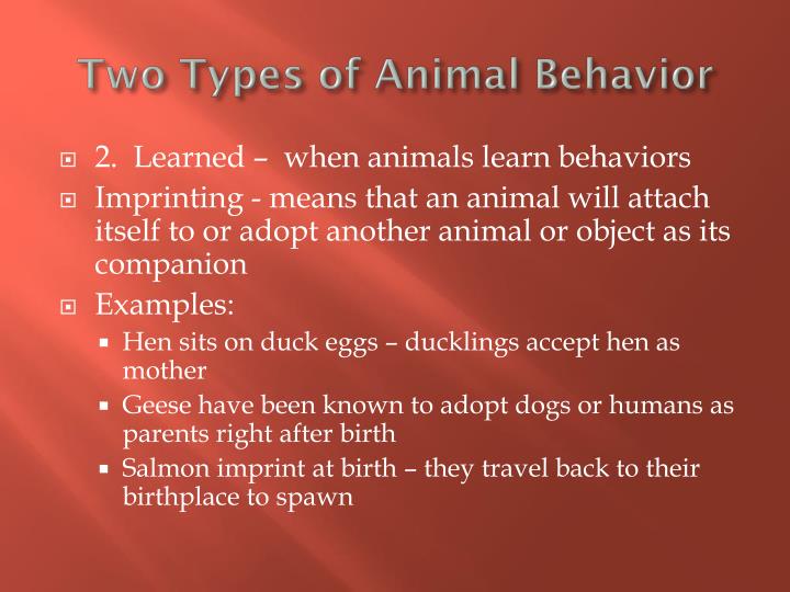 PPT - Animal Behavior PowerPoint Presentation - ID:1942938