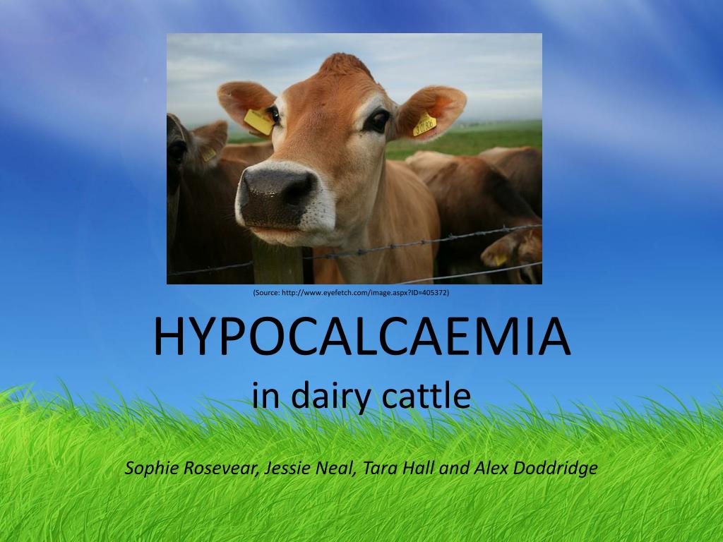 hypocalcaemia in dairy cattle l
