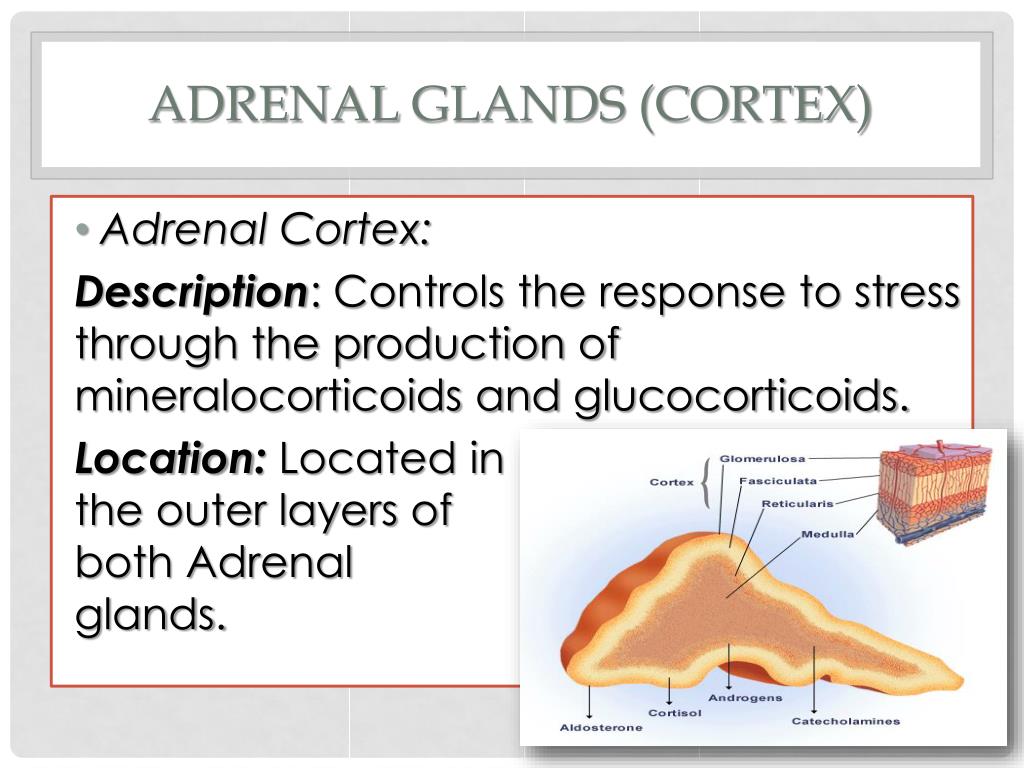 adrenal gland production