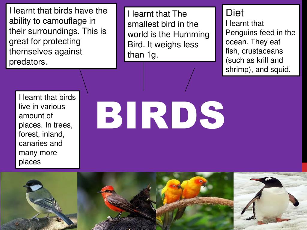 Those birds has