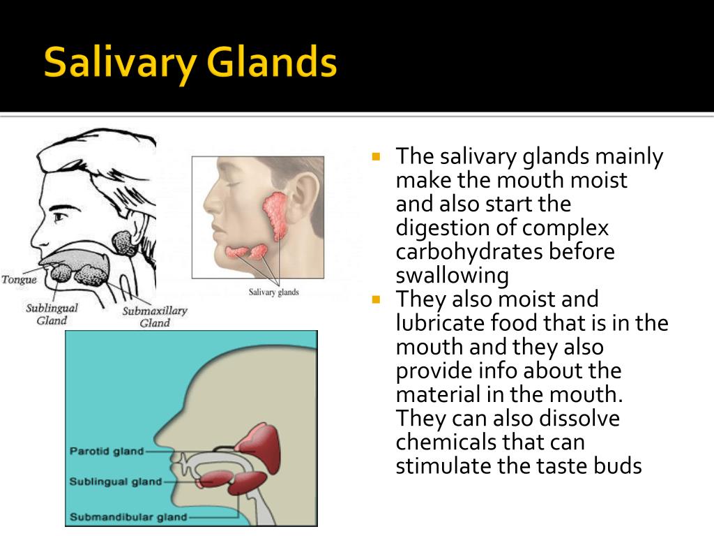 Ppt Oral Cavity Teeth Tongue And Salivary Glands Powerpoint