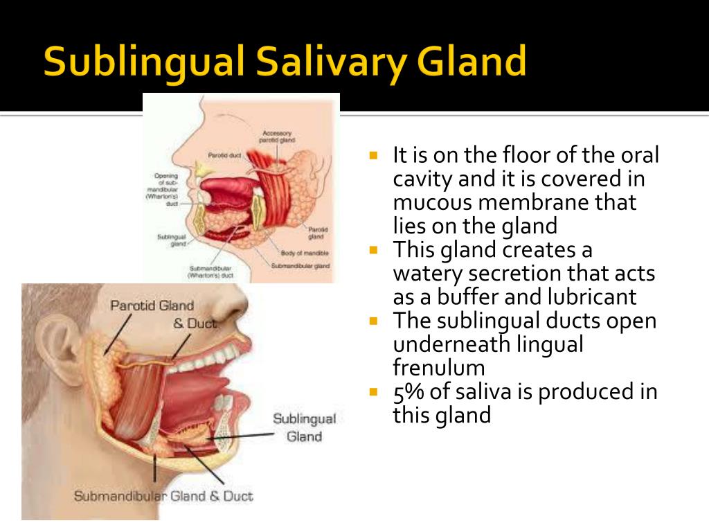Ppt Oral Cavity Teeth Tongue And Salivary Glands Powerpoint Presentation Id1944816 6637