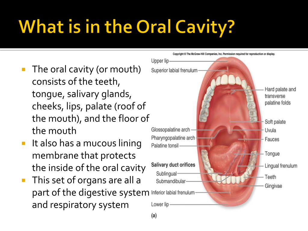 PPT - Oral Cavity, Teeth, Tongue, and Salivary Glands PowerPoint