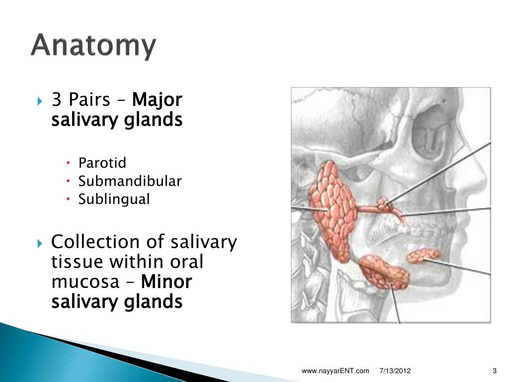 Ppt Submandibular Salivary Gland Powerpoint Presentation Free Sexiz Pix