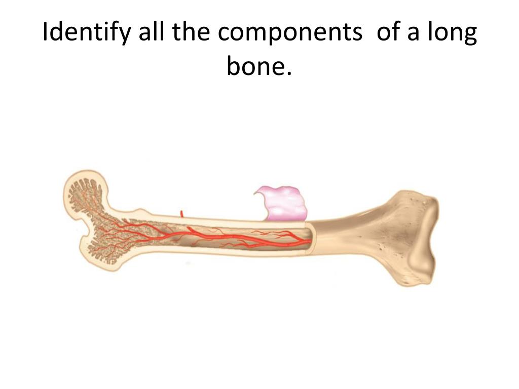 Long bone. Long Bones. How to make the jaw Bone longer?. Long i ppt. Clavicle are long and short.