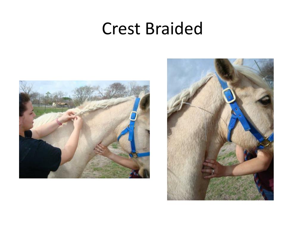 PPT - Insert the needle about 1 to 2 inches caudal to the skin pinch ...