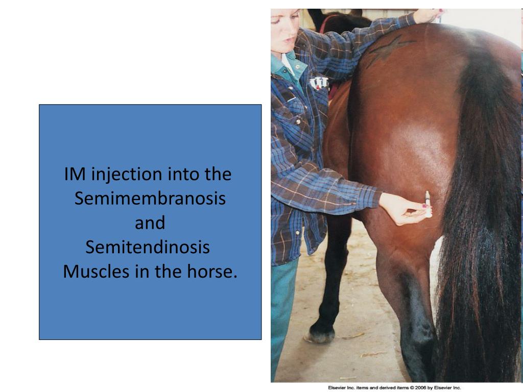 PPT Insert the needle about 1 to 2 inches caudal to the skin pinch