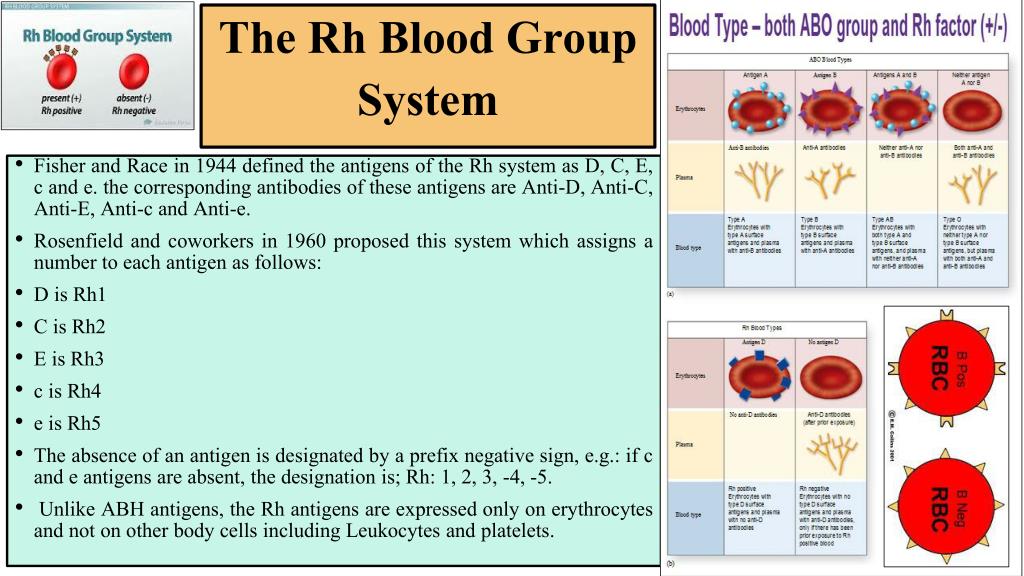 The Rh Blood Group System.