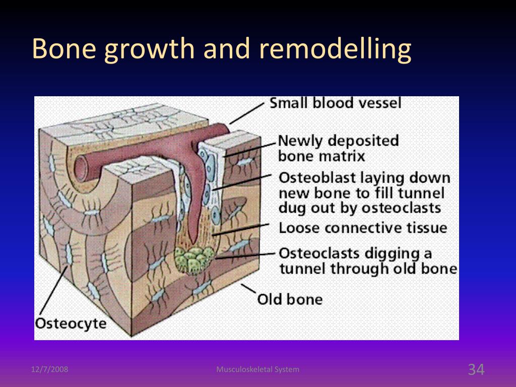 Living bone. Haversian canal. Bone osteocytes. Bone Cells. Bone Tissue.