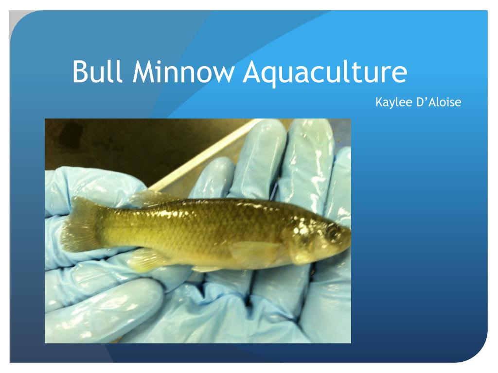 PPT - Bull Minnow Aquaculture PowerPoint Presentation, free download -  ID:1946876