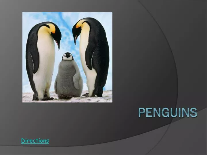 penguins n.