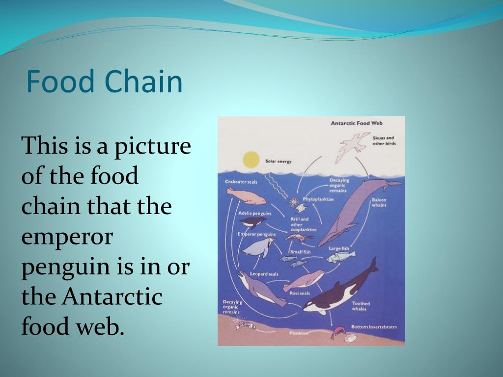 Emperor Penguins PowerPoint Presentation, free download Biology Diagrams