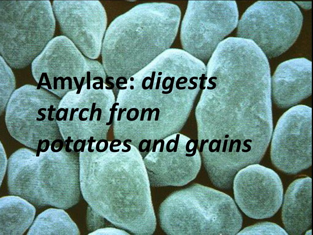 PPT ENZYMES IN BIOLOGICAL WASHING POWDERS PowerPoint Presentation