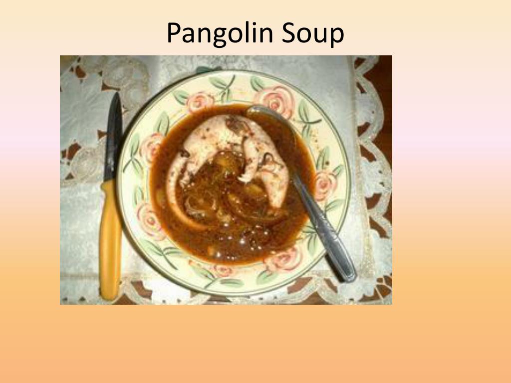 PPT - Chinese Pangolin PowerPoint Presentation - ID:1947526