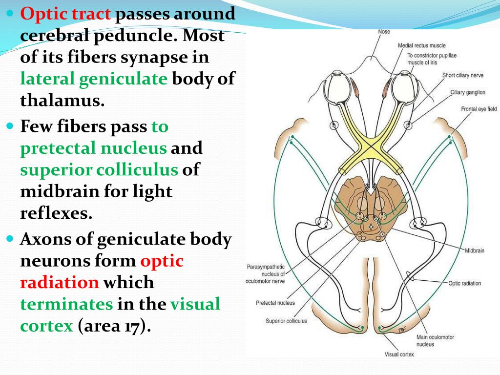 * Axons of geniculate body neurons form optic... 