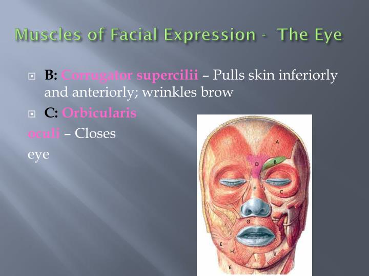 ppt muscles of the facial expressions powerpoint presentation id muscles of facial expression