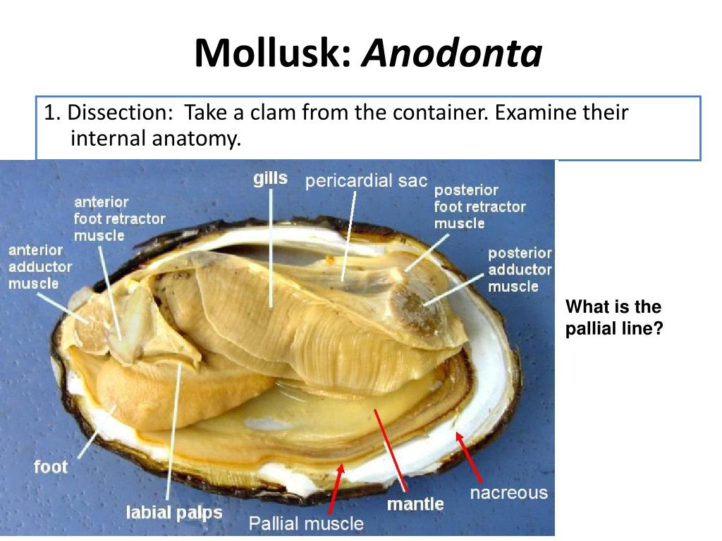 PPT - LABORATORIO Mollusca PowerPoint Presentation, free download - ID