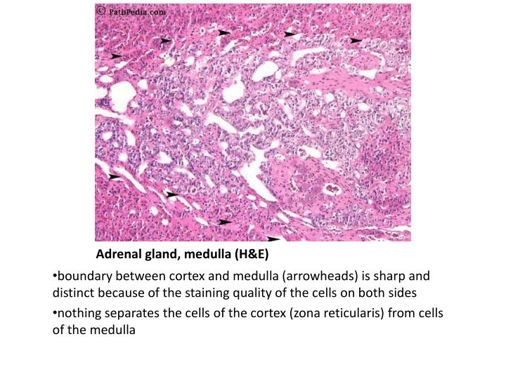 adrenal medulla adrenal medulla