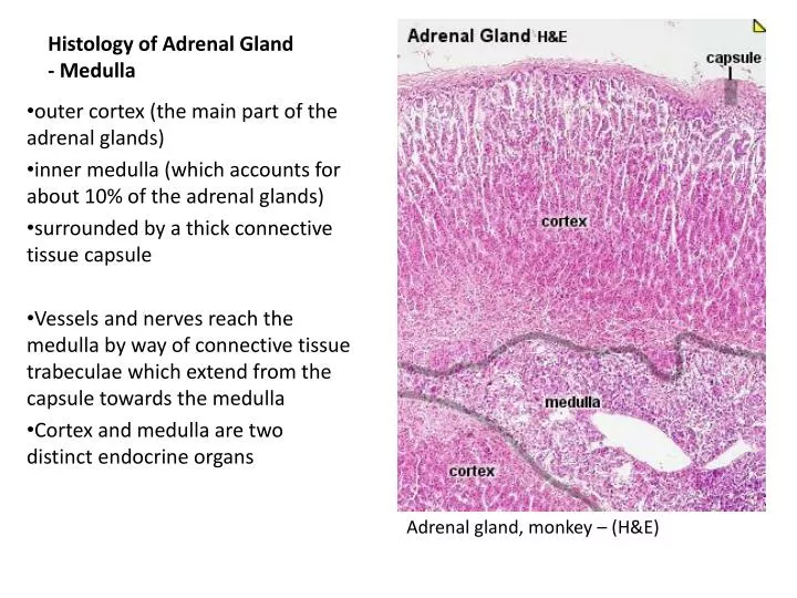 the inner part of the adrenal gland