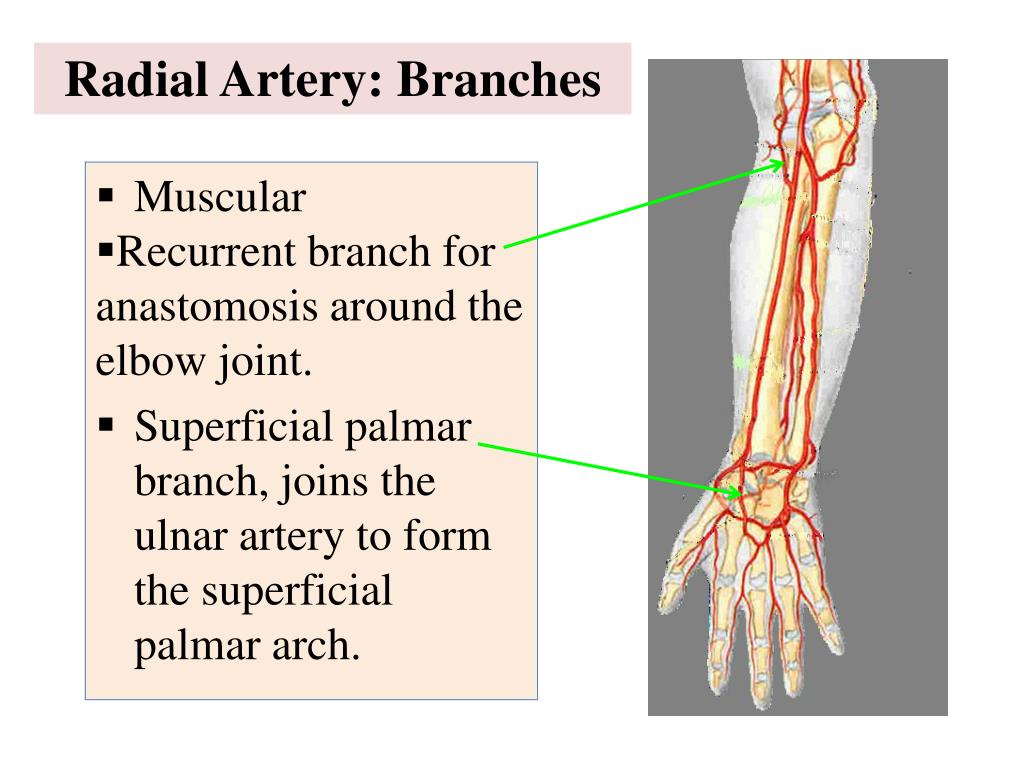 PPT - Vascular Anatomy of the upper limb PowerPoint Presentation, free