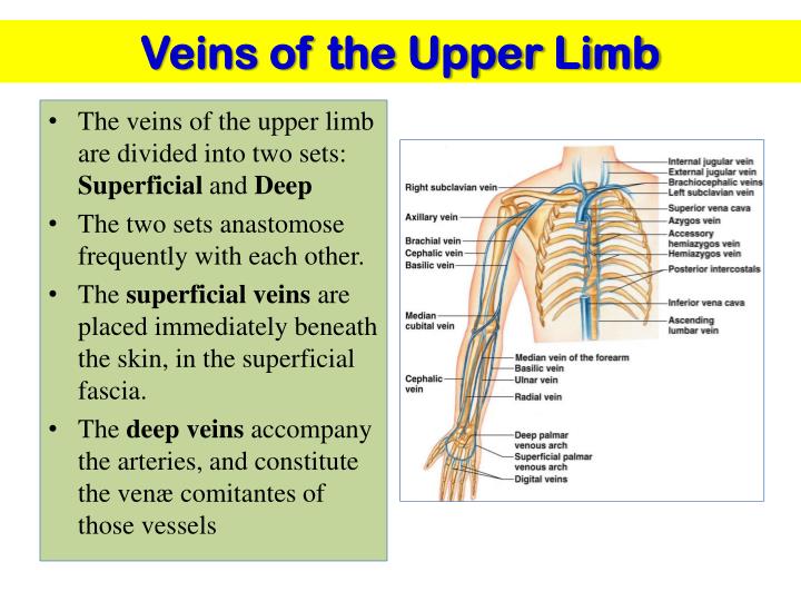 Upper Limb Veins Anatomy - vrogue.co