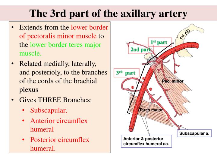 PPT - Vascular Anatomy of the upper limb PowerPoint Presentation - ID ...