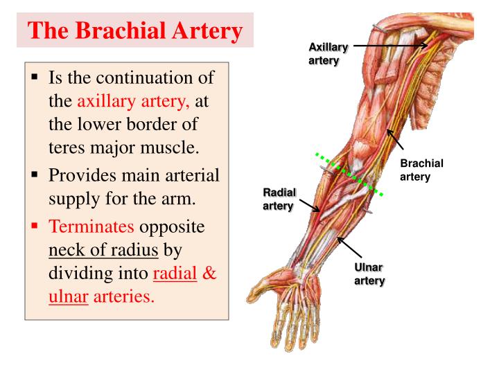 Radial Artery Google Search Brachial Arteries Arteries Anatomy Images