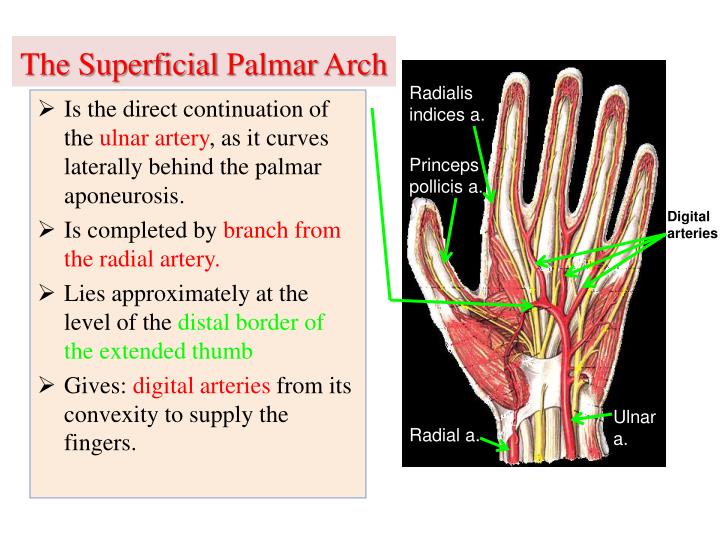 PPT - Vascular Anatomy of the upper limb PowerPoint Presentation - ID
