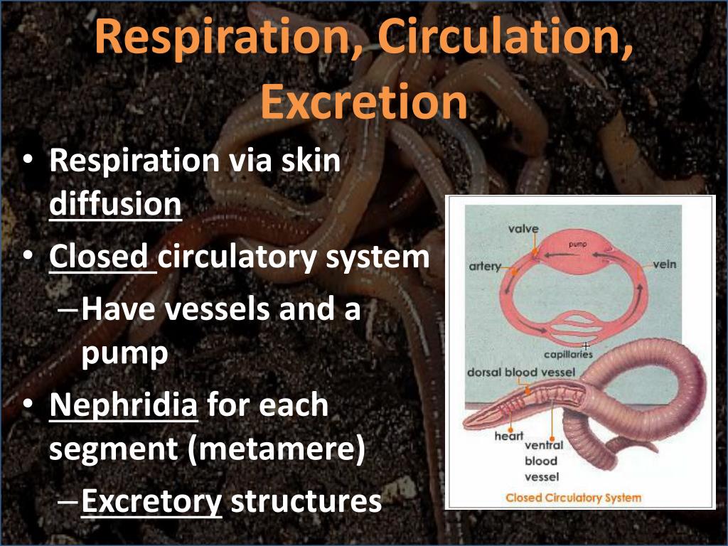 PPT - PHYLUM ANNELID PowerPoint Presentation, free download - ID:1948637